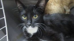 A black/white cat inside a grey cage