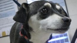 A tri-color dog with a blue and pink leash