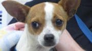 A tan/white chihuahua with a blue leash