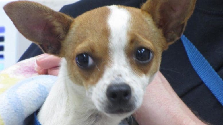 A tan/white chihuahua with a blue leash