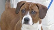 A brown/white beagle with a blue leash, looking at the camera/sad