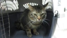 A tabby cat inside a blue cage