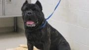 A brindle mastiff dog with a blue leash