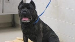 A brindle mastiff dog with a blue leash