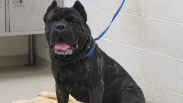 A brindle mastiff dog with a blue leash