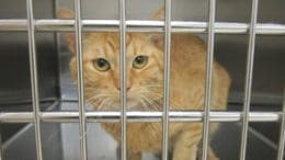 A orange tabby cat inside a silver cage