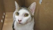 A white/tabby cat inside a brown box