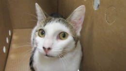 A white/tabby cat inside a brown box