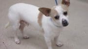 A white/brown chihuahua with a blue leash, sad;