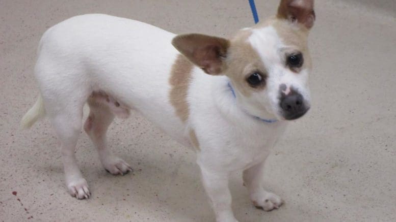 A white/brown chihuahua with a blue leash, sad;