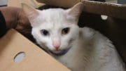 A white cat inside a brown box