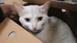A white cat inside a brown box