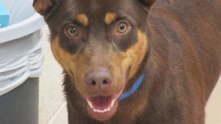 A red/rust doberman pinscher with a blue leash, looking at the camera