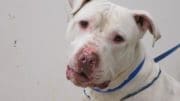 A white/tan dog with a blue leash