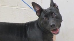 A black/white dog with a blue leash