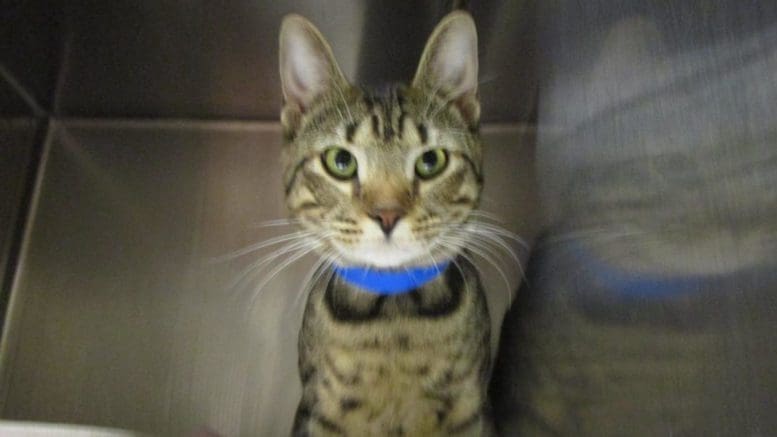 A tabby cat inside a silver cage with blue leash