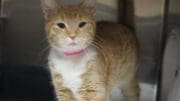 An orange cat with pink leash, inside a cage