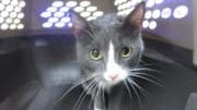 A black/white cat inside a black and white cage with holes; looking at the camera