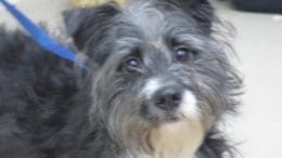 A black/white puppy with a blue leash