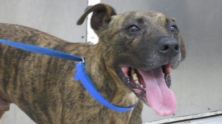 A brindle/white hound with a blue leash