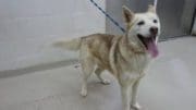 A red/white husky malamute with a blue leash