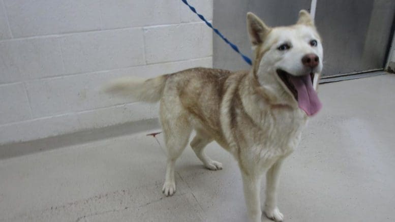 A red/white husky malamute with a blue leash