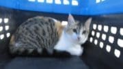 A tabby calico cat inside a blue and black cage