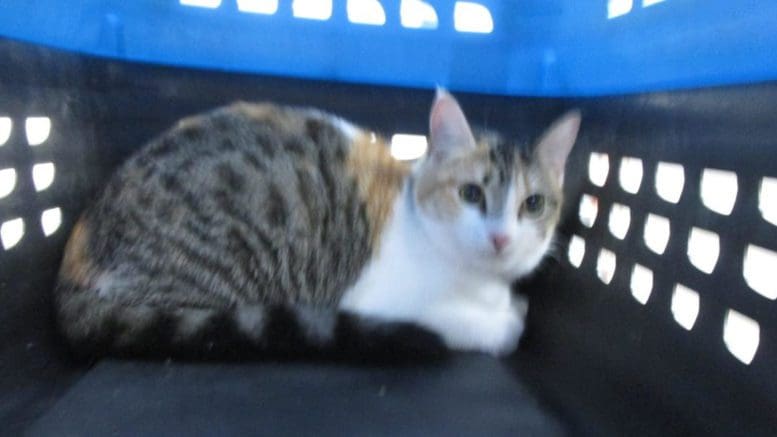 A tabby calico cat inside a blue and black cage