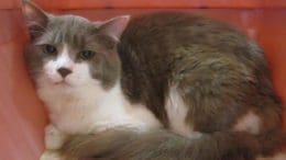 A gray/white cat inside an orange cage