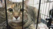 A tabby calico cat inside a cage