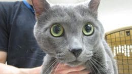 A man holding a gray cat