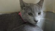 A gray cat with a pink leash, inside a cage