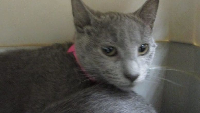 A gray cat with a pink leash, inside a cage