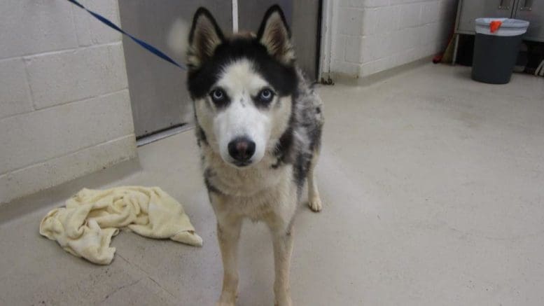 A black/white male husky with a blue leash, looking at the camera