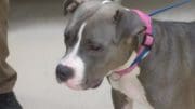 A gray/white pit bull type with a pink leash