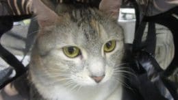 A tabby calico cat inside a cage