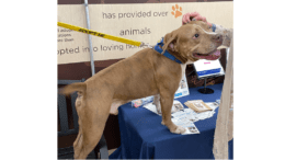 A brown dog with its front paws on a table welcoming a visitor