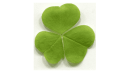 Photograph of a shamrock