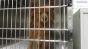 A red/white pomeranian inside a cage, looking outside