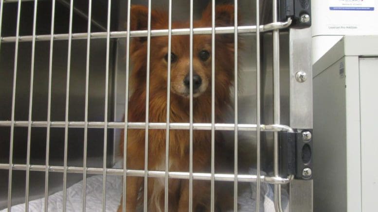 A red/white pomeranian inside a cage, looking outside