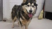 A black/white husky with tongue's out