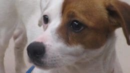 A white/brown terrier looking ahead