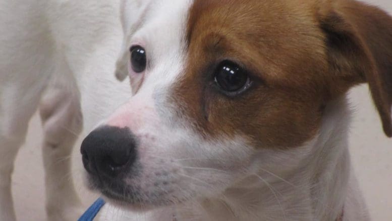 A white/brown terrier looking ahead