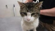 A tabby/white cat held by someone behind