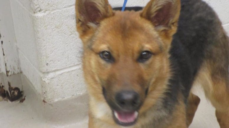 A german shepherd looking at the camera