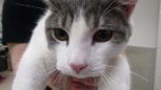 A gray tabby/white cat held by someone behind