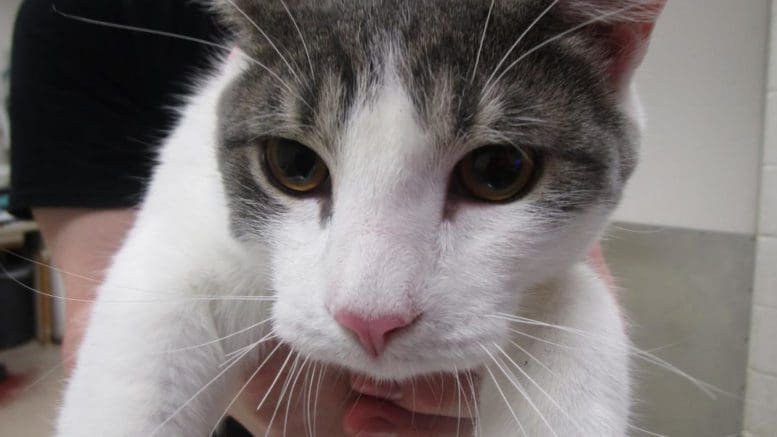 A gray tabby/white cat held by someone behind