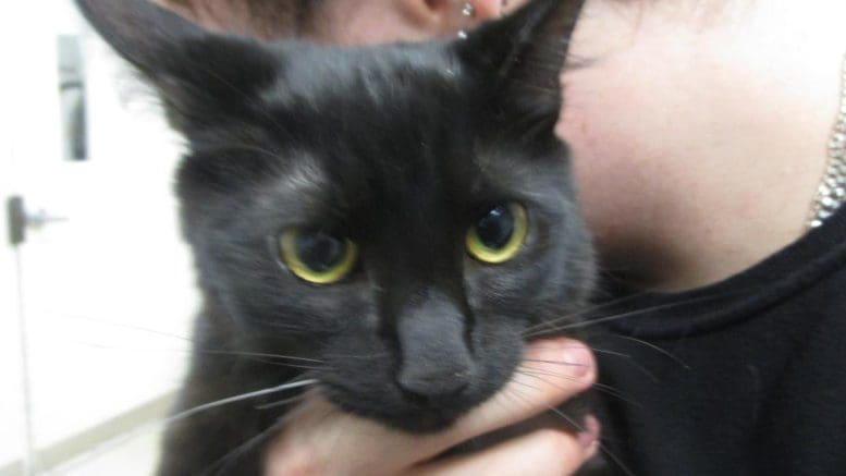 A black cat held by someone behind