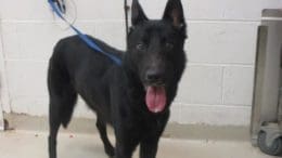 A black shepherd with blue leash, looking at the camera