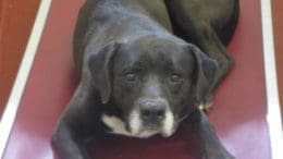 A black/white labrador retriever, looking at the camera